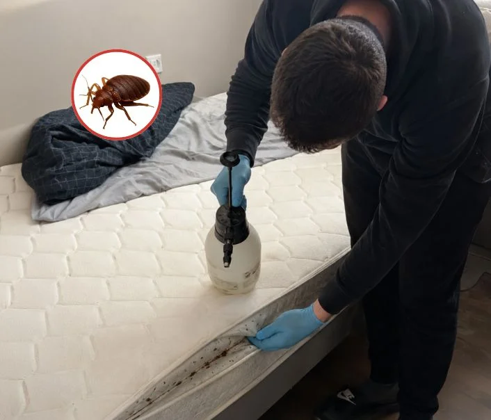 Technicien traitant un matelas contre les punaises de lit à L'Isle-Adam